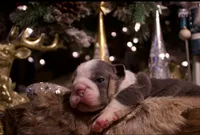 Snoopy, a male English Bulldog for sale in Nashville, TN – Photo 1 of 7