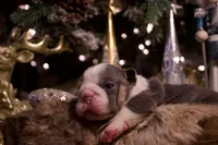 Snoopy, a male English Bulldog for sale in Nashville, TN – Photo 4 of 7