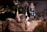 Snoopy, a male English Bulldog for sale in Nashville, TN – Photo 2 of 7