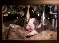 Snoopy, a male English Bulldog for sale in Nashville, TN – Photo 6 of 7