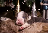 Snoopy, a male English Bulldog for sale in Nashville, TN – Photo 5 of 7