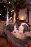 processed/4fe443b1-2542-4c79-ae0d-bec43d1cacef/listing/eeb8ed66-5368-427a-bdad-d4305c1faecb/3583dbd9-85e1-4b37-8b66-4d895ef3105e