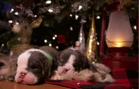 processed/4fe443b1-2542-4c79-ae0d-bec43d1cacef/listing/eeb8ed66-5368-427a-bdad-d4305c1faecb/b377cdeb-dbae-40e4-b8e0-c98fb7894007