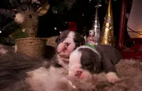 processed/4fe443b1-2542-4c79-ae0d-bec43d1cacef/listing/eeb8ed66-5368-427a-bdad-d4305c1faecb/f3c97e43-f8c4-4f6e-9b9e-9d26d5df59a5