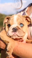 Reece, a female English Bulldog for sale in Nashville, TN – Photo 7 of 9