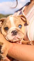 Reece, a female English Bulldog for sale in Nashville, TN – Photo 9 of 9