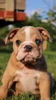 Reece, a female English Bulldog for sale in Nashville, TN – Photo 6 of 9
