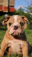 Reece, a female English Bulldog for sale in Nashville, TN – Photo 8 of 9