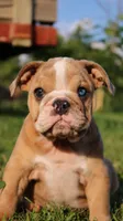 Reece, a female English Bulldog for sale in Nashville, TN – Photo 4 of 9