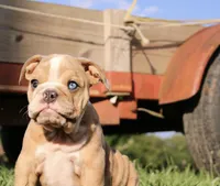 Reece, a female English Bulldog for sale in Nashville, TN – Photo 2 of 9