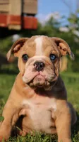 Reece, a female English Bulldog for sale in Nashville, TN – Photo 1 of 9