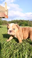 Reece, a female English Bulldog for sale in Nashville, TN – Photo 3 of 9