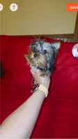 Yorkshire ( extra mini), a male Yorkshire Terrier for sale in Corpus Christi, TX – 6 of 9