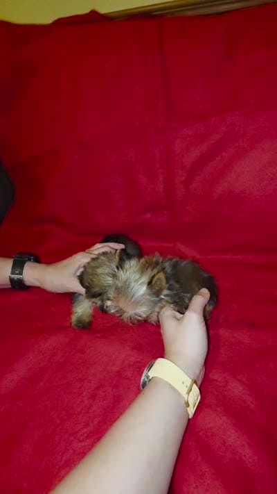 Yorkshire (mini), a male Yorkshire Terrier for sale in Corpus Christi, TX – 3 of 9