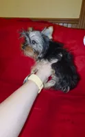 Yorkshire ( extra mini), a male Yorkshire Terrier for sale in Corpus Christi, TX – 1 of 9