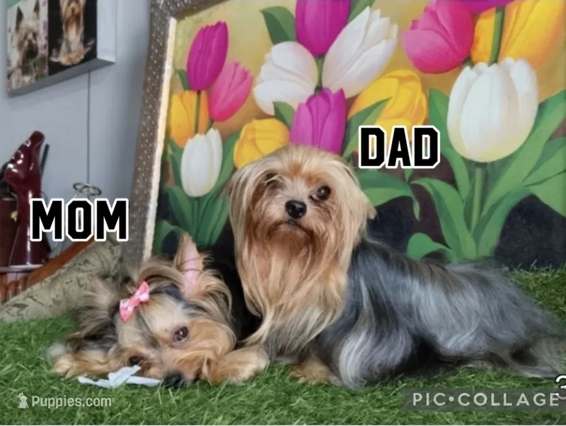 Yorkshire (mini) – Yorkshire Terrier puppy for sale in Corpus Christi, TX