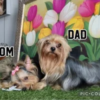 Yorkshire (mini), a male Yorkshire Terrier for sale in Corpus Christi, TX – Photo 2 of 10