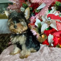 Yorkshire (mini), a male Yorkshire Terrier for sale in Corpus Christi, TX – Photo 7 of 10