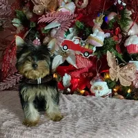 Yorkshire (mini), a male Yorkshire Terrier for sale in Corpus Christi, TX – Photo 1 of 10
