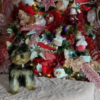 Yorkshire (mini), a male Yorkshire Terrier for sale in Corpus Christi, TX – Photo 3 of 10