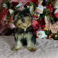 Yorkshire (mini), a male Yorkshire Terrier for sale in Corpus Christi, TX – Photo 4 of 10