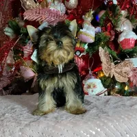 Yorkshire (mini), a male Yorkshire Terrier for sale in Corpus Christi, TX – Photo 6 of 10