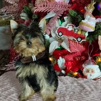 Yorkshire (mini), a male Yorkshire Terrier for sale in Corpus Christi, TX – Photo 10 of 10