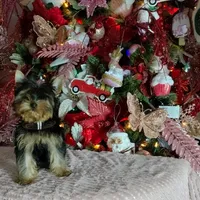 Yorkshire (mini), a male Yorkshire Terrier for sale in Corpus Christi, TX – Photo 8 of 10