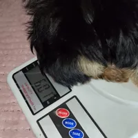 Yorkshire (mini), a male Yorkshire Terrier for sale in Corpus Christi, TX – Photo 9 of 10