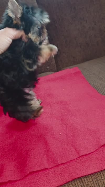 Yorkshire (mini), a male Yorkshire Terrier for sale in Corpus Christi, TX – 3 of 8