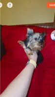 Yorkshire ( extra mini), a male Yorkshire Terrier for sale in Corpus Christi, TX – 5 of 9