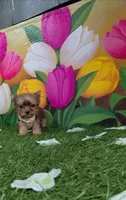 Yorkshire (mini), a male Yorkshire Terrier for sale in Corpus Christi, TX – 2 of 8