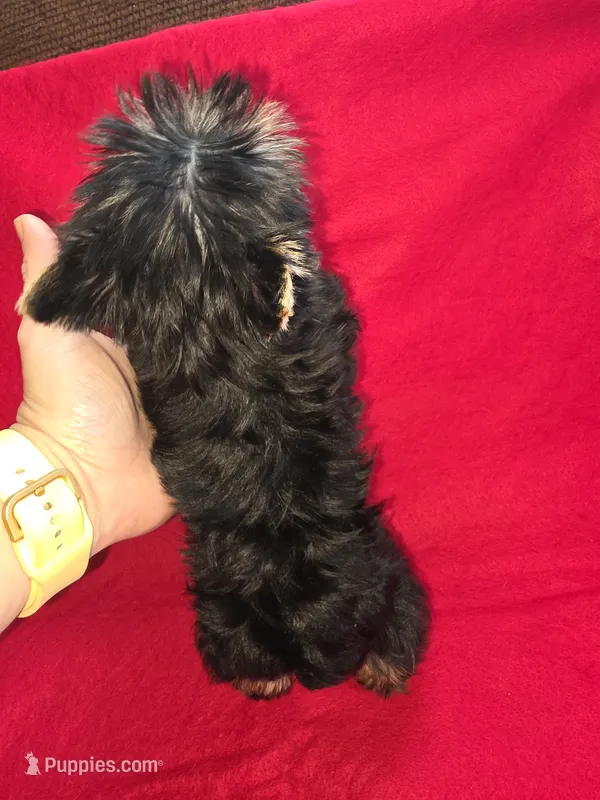 Yorkshire (mini) – Yorkshire Terrier puppy on hold in Corpus Christi, TX