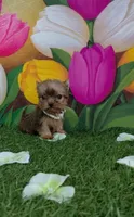 Yorkshire (mini), a male Yorkshire Terrier for sale in Corpus Christi, TX – 6 of 8