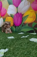 Yorkshire (mini), a male Yorkshire Terrier for sale in Corpus Christi, TX – 5 of 8