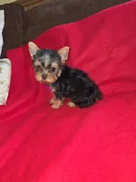 Yorkshire (mini), a male Yorkshire Terrier for sale in Corpus Christi, TX – 4 of 8
