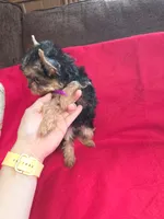 Yorkshire (mini), a male Yorkshire Terrier for sale in Corpus Christi, TX – 8 of 8