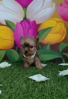Yorkshire (mini), a male Yorkshire Terrier for sale in Corpus Christi, TX – 4 of 8