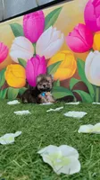 Yorkshire (mini), a male Yorkshire Terrier for sale in Corpus Christi, TX – 5 of 9