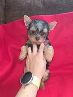 Yorkshire (mini), a male Yorkshire Terrier for sale in Corpus Christi, TX – 7 of 8