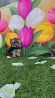 Yorkshire (mini), a male Yorkshire Terrier for sale in Corpus Christi, TX – 7 of 9