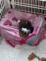 Yorkshire ( extra mini), a male Yorkshire Terrier for sale in Corpus Christi, TX – 7 of 9