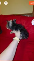 Yorkshire ( extra mini), a male Yorkshire Terrier for sale in Corpus Christi, TX – 4 of 9