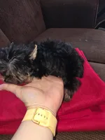 Yorkshire (mini), a male Yorkshire Terrier for sale in Corpus Christi, TX – 2 of 8