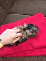 Yorkshire (mini), a male Yorkshire Terrier for sale in Corpus Christi, TX – 6 of 8