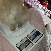 Miniature Pomeranian, a female Pomeranian for sale in Corpus Christi, TX – Photo 7 of 10