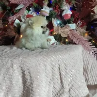 Miniature Pomeranian, a female Pomeranian for sale in Corpus Christi, TX – Photo 8 of 10