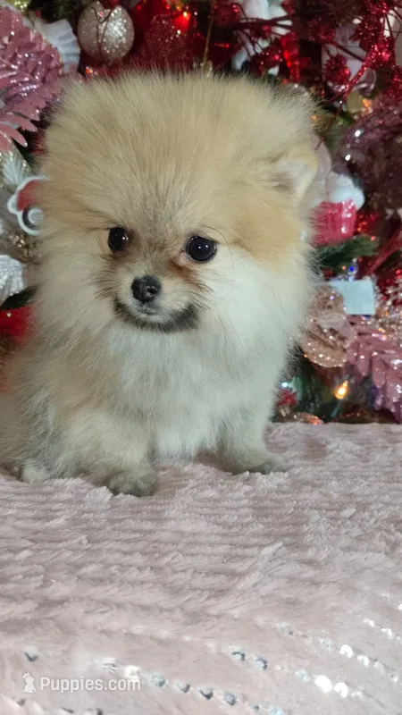 Miniature Pomeranian