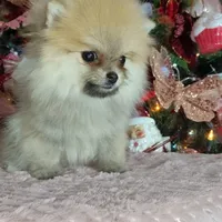 Miniature Pomeranian, a female Pomeranian for sale in Corpus Christi, TX – Photo 6 of 10