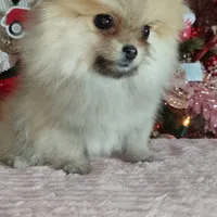 Miniature Pomeranian, a female Pomeranian for sale in Corpus Christi, TX – Photo 4 of 10